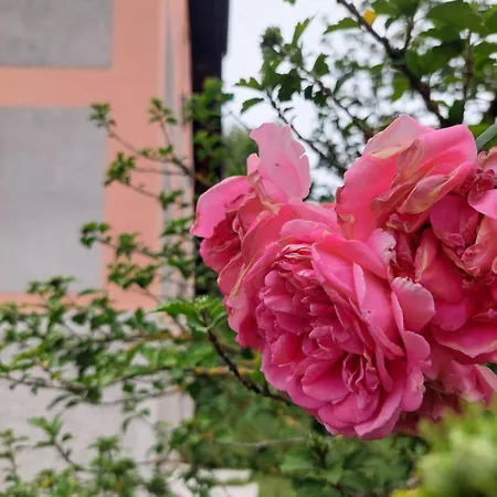 Maison d'hôtes Rose House - Greenline