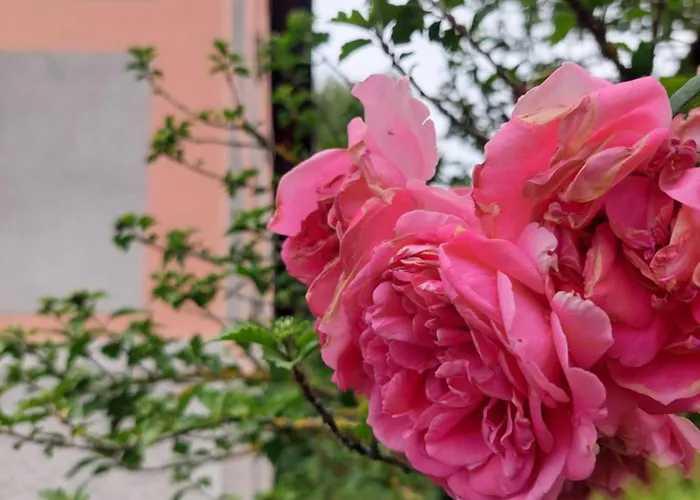 Pensión Rose House - Greenline