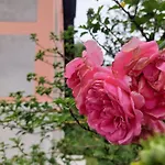 Vendégház Rose House - Greenline